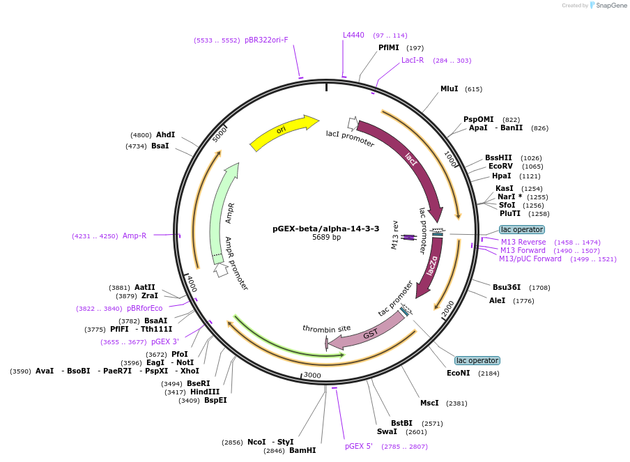 250062-plasmid-map-sequence-id-498085