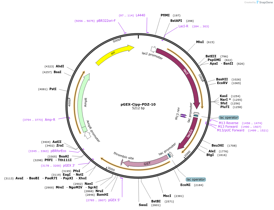 250080-plasmid-map-sequence-id-498086