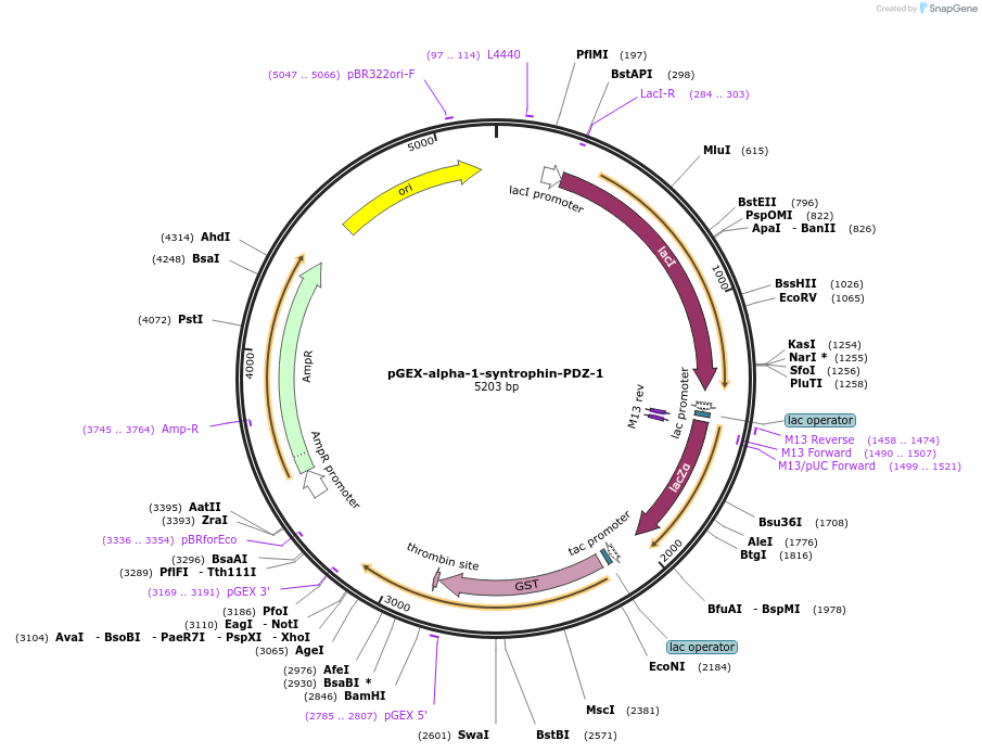 250070-plasmid-map-sequence-id-498088