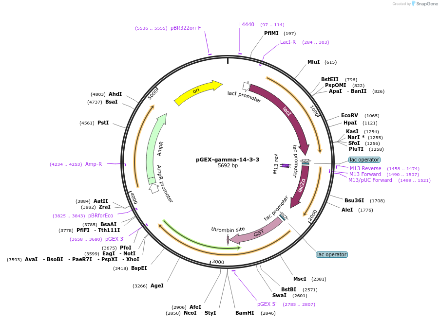 250064-plasmid-map-sequence-id-498089
