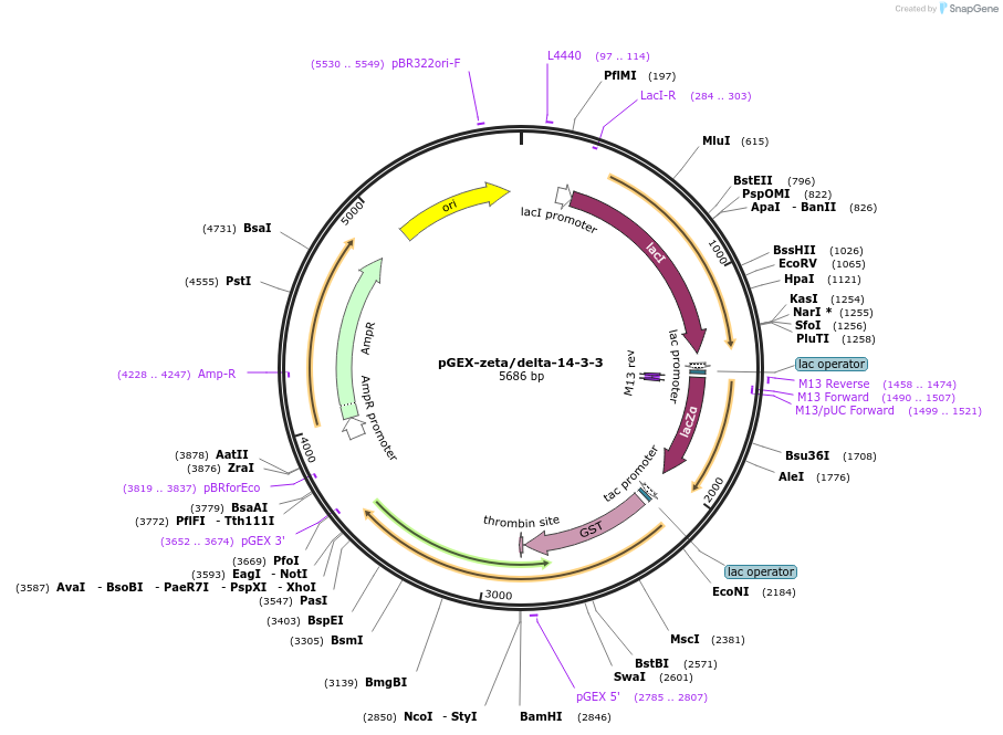 250067-plasmid-map-sequence-id-498090