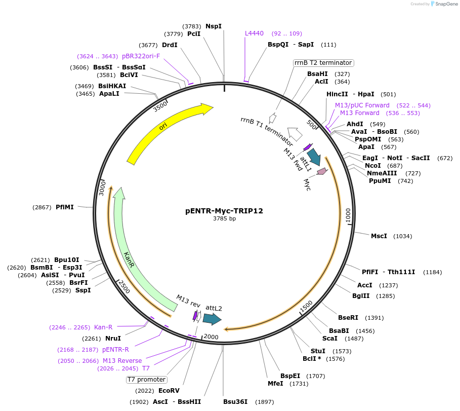 216762-plasmid-map-sequence-id-498091