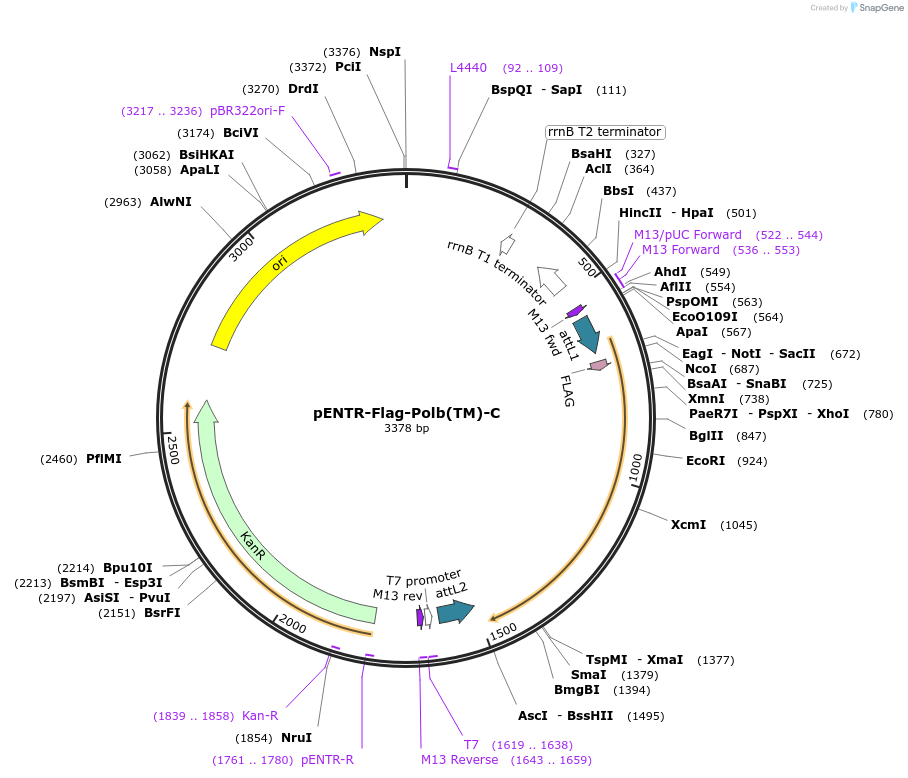 216775-plasmid-map-sequence-id-498092