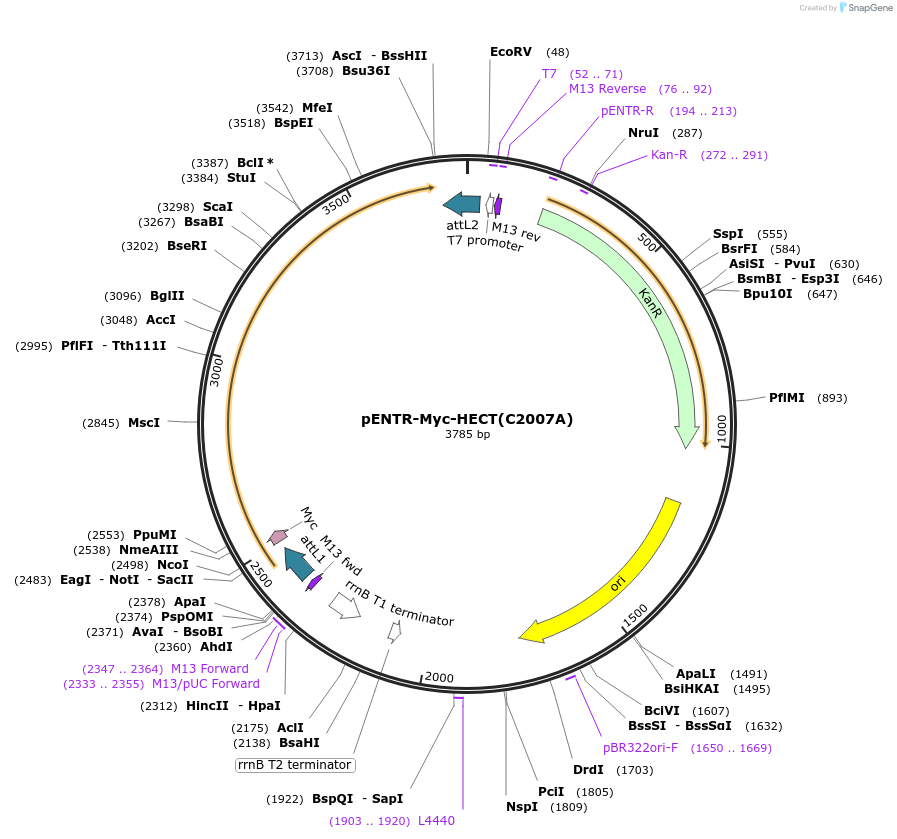 216783-plasmid-map-sequence-id-498093
