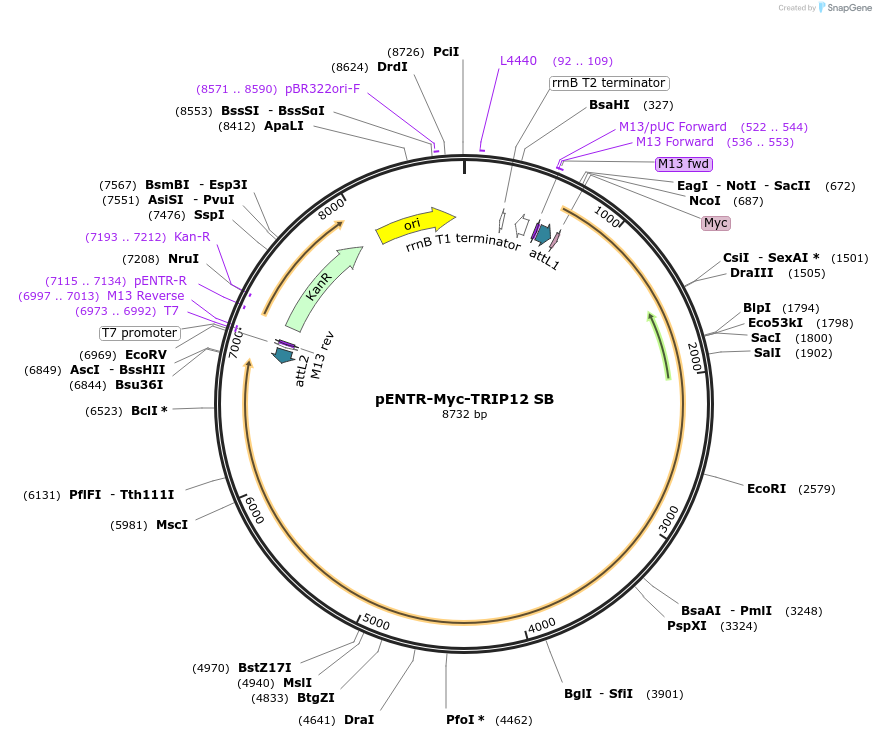216766-plasmid-map-sequence-id-498094