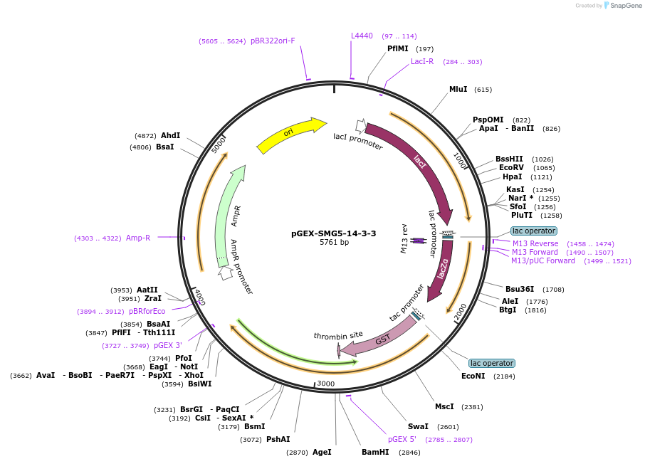 250068-plasmid-map-sequence-id-498096
