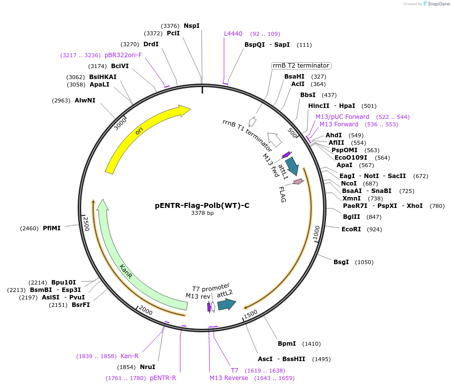 216774-plasmid-map-sequence-id-498097