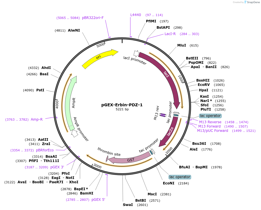 250086-plasmid-map-sequence-id-498098