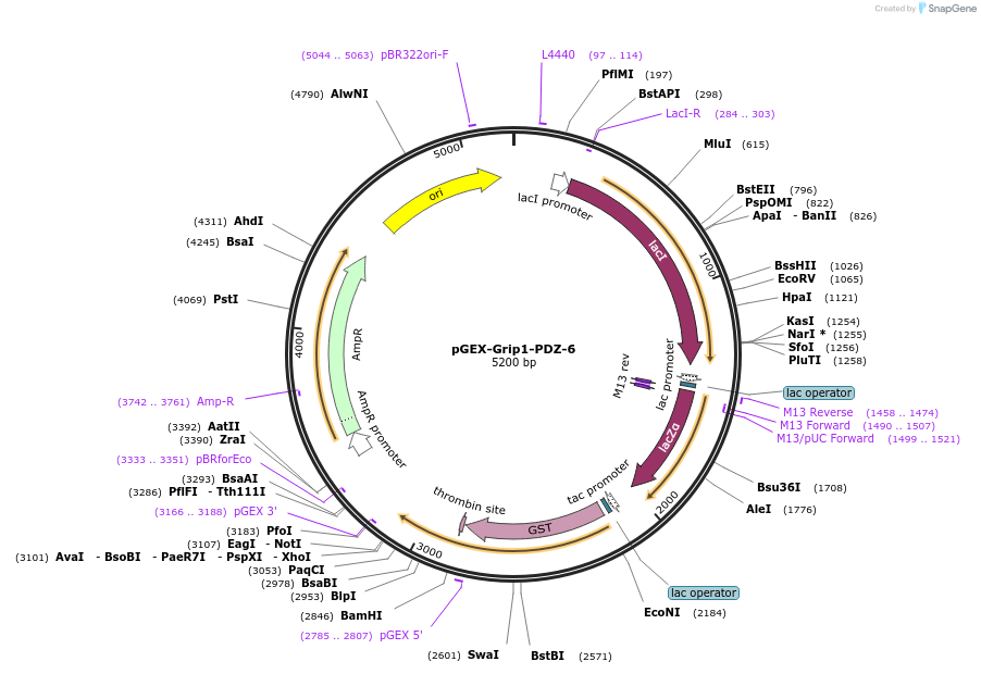 250088-plasmid-map-sequence-id-498101