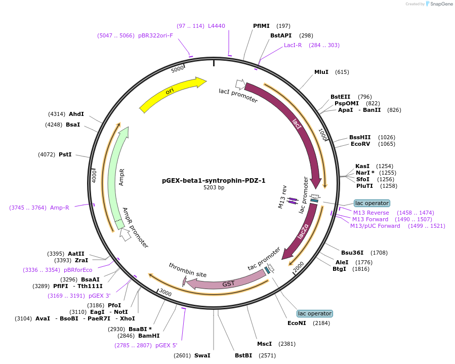 250071-plasmid-map-sequence-id-498107