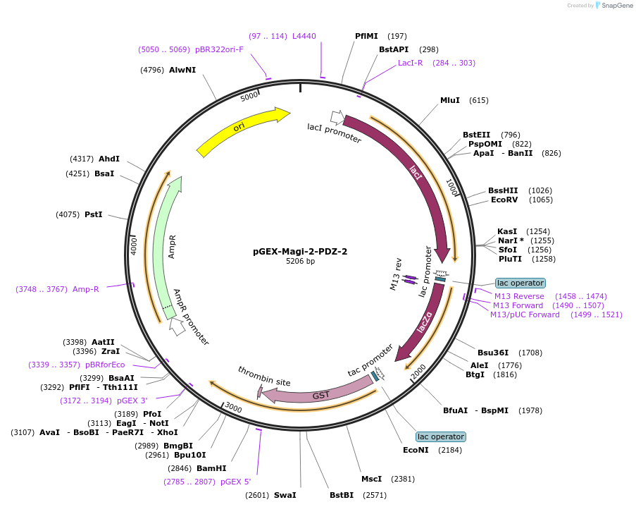 250103-plasmid-map-sequence-id-498108