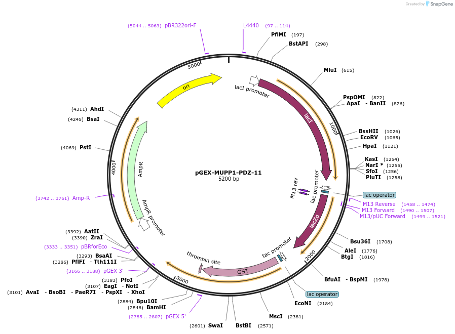 250113-plasmid-map-sequence-id-498111