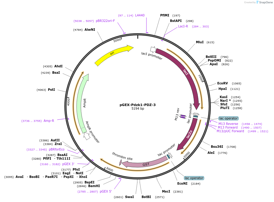 250127-plasmid-map-sequence-id-498113