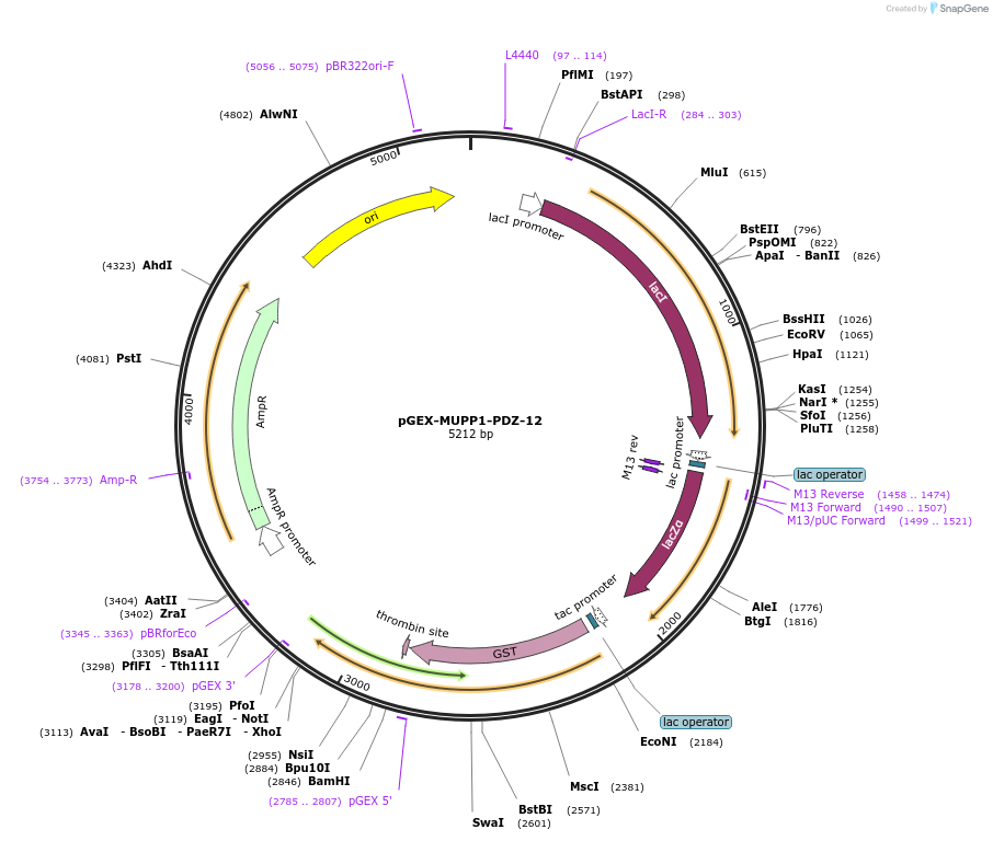 250114-plasmid-map-sequence-id-498114