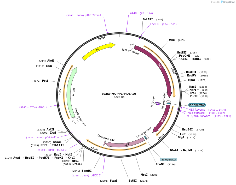 250112-plasmid-map-sequence-id-498117