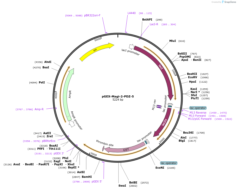 250104-plasmid-map-sequence-id-498118