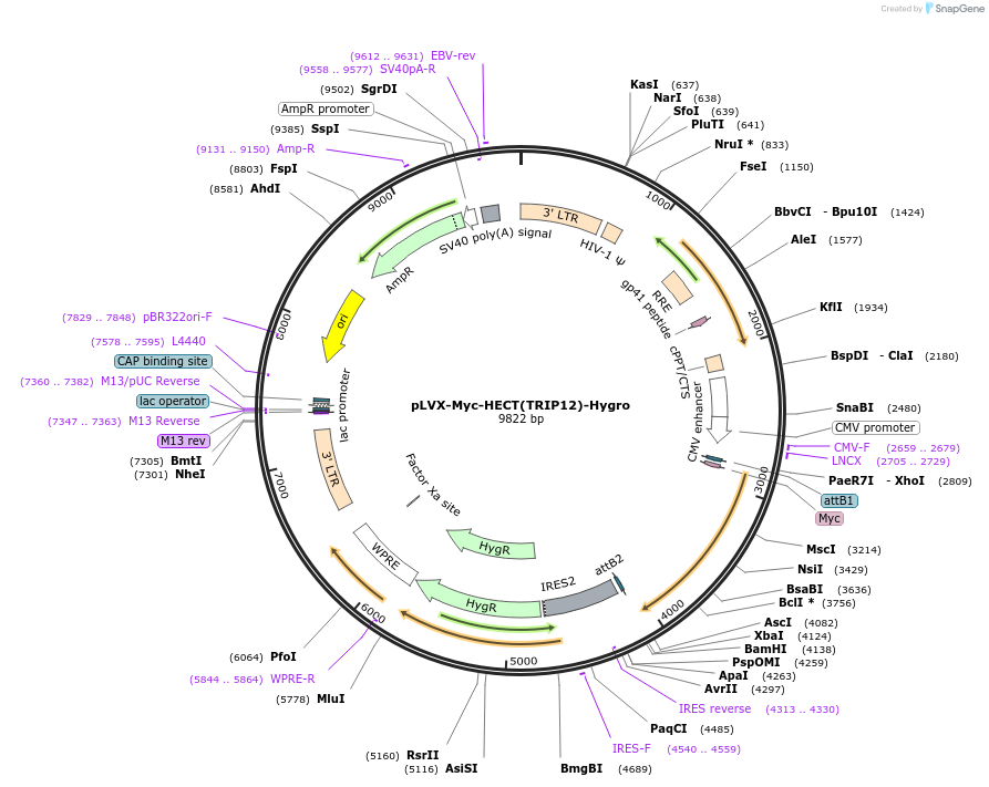 216773-plasmid-map-sequence-id-498149