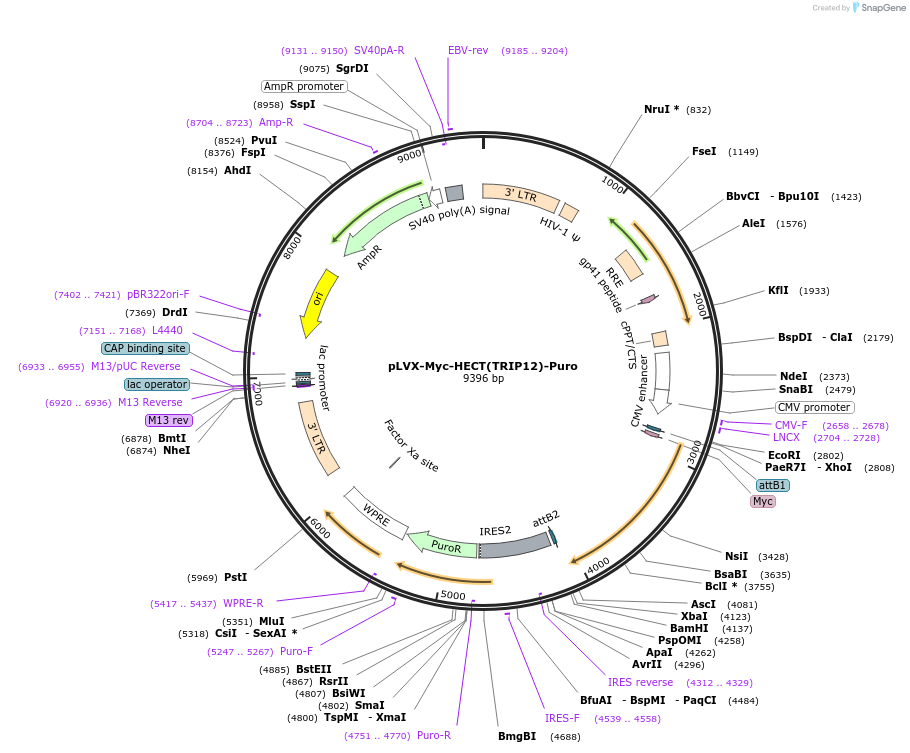 216770-plasmid-map-sequence-id-498150