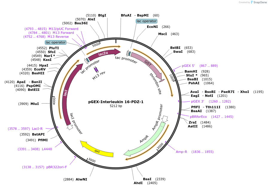 250093-plasmid-map-sequence-id-498156