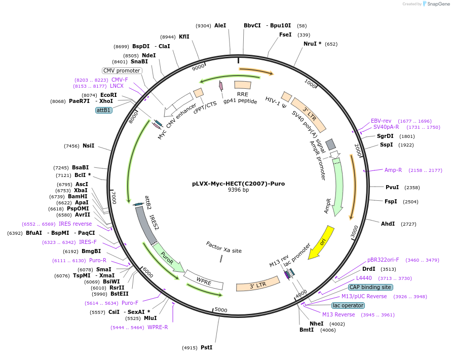 216784-plasmid-map-sequence-id-498159