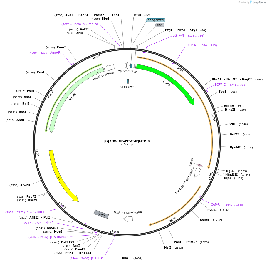 64976-plasmid-map-sequence-id-498160