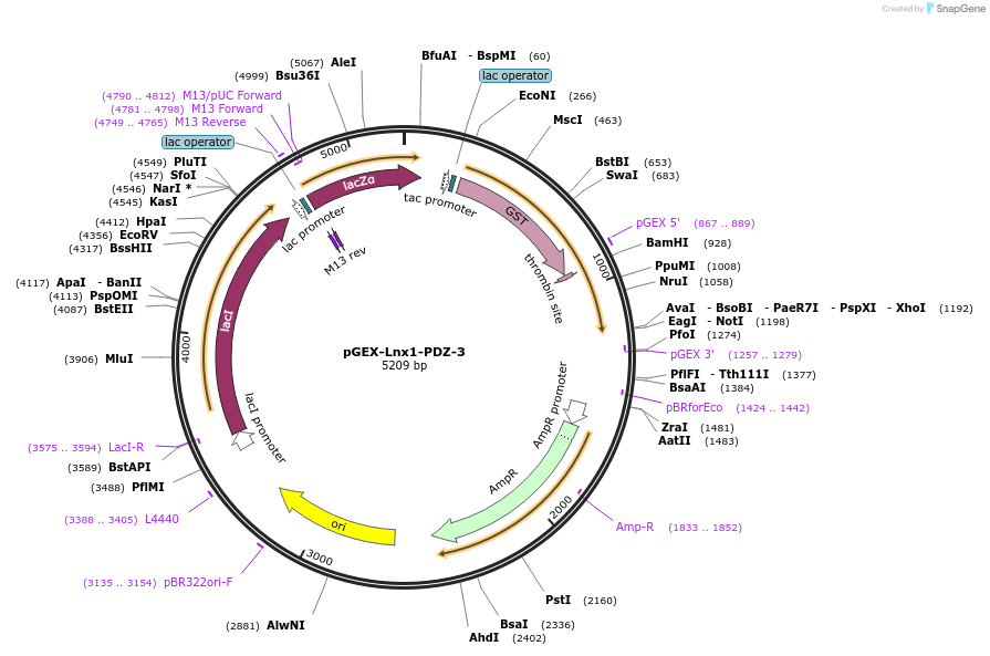 250098-plasmid-map-sequence-id-498165