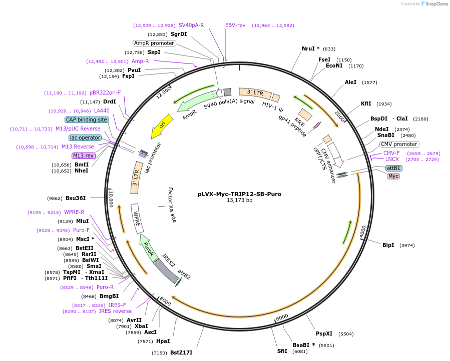 216769-plasmid-map-sequence-id-498168