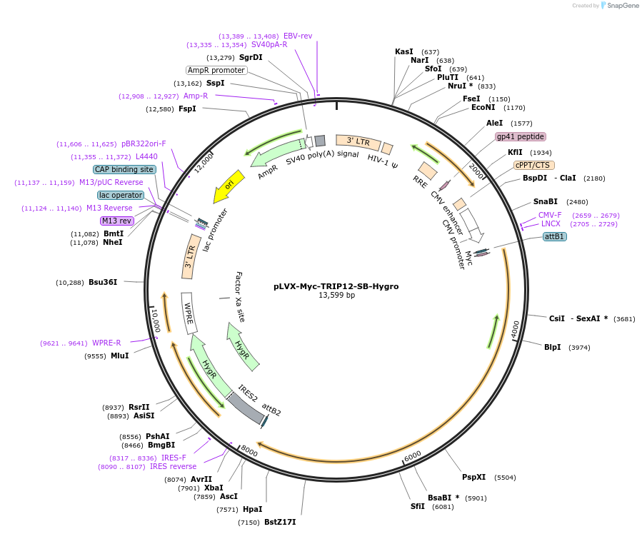 216772-plasmid-map-sequence-id-498169