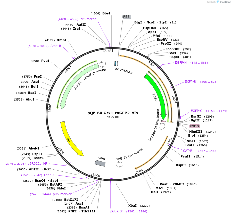 64799-plasmid-map-sequence-id-498170