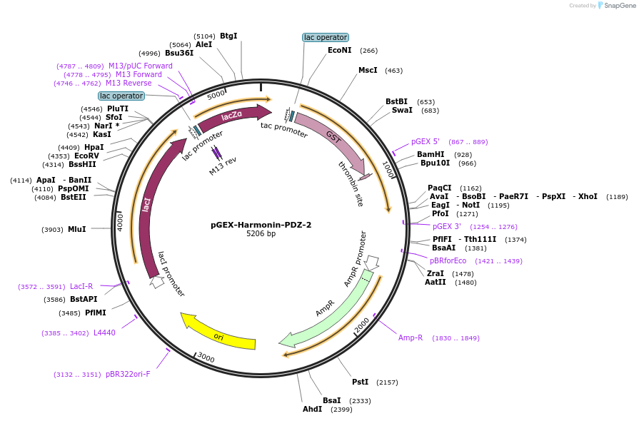 250090-plasmid-map-sequence-id-498173