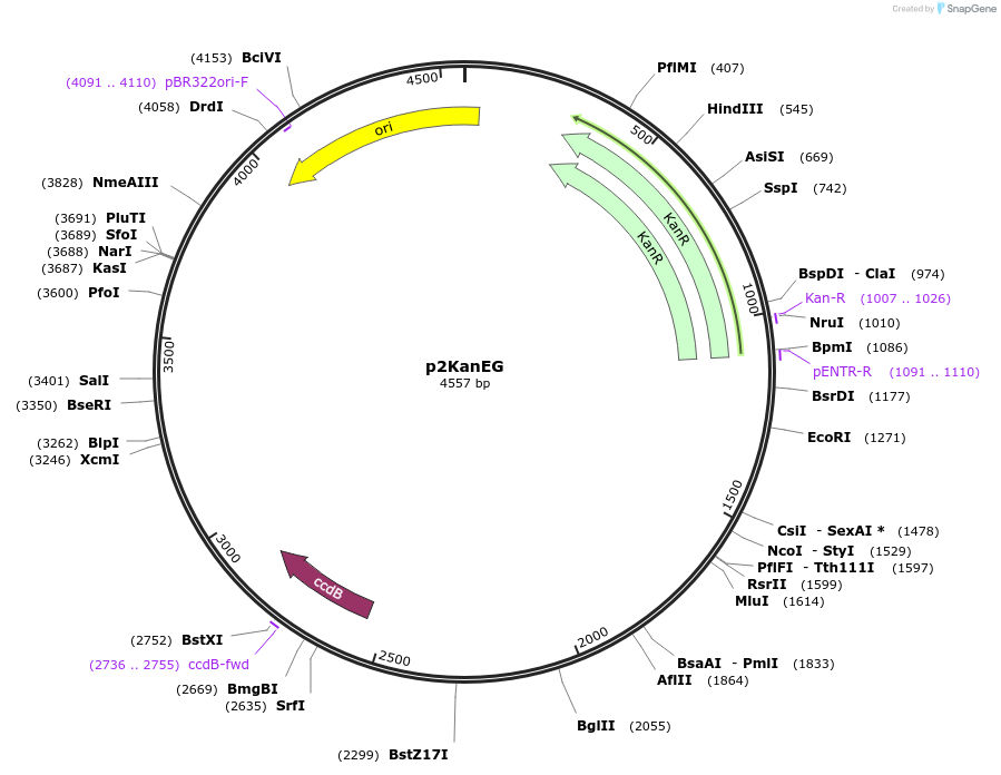 237279-plasmid-map-sequence-id-498174