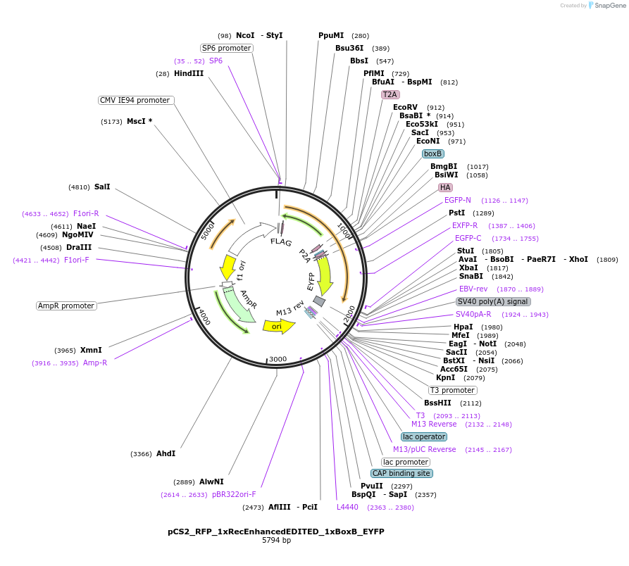 250544-plasmid-map-sequence-id-498175