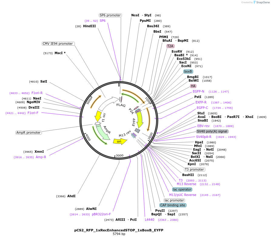 250543-plasmid-map-sequence-id-498176