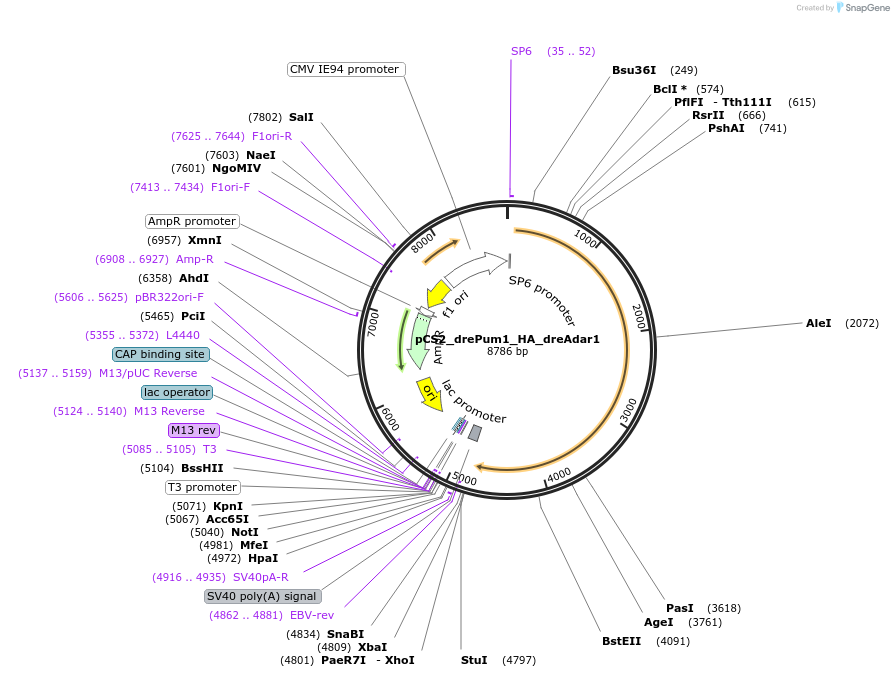 250541-plasmid-map-sequence-id-498180