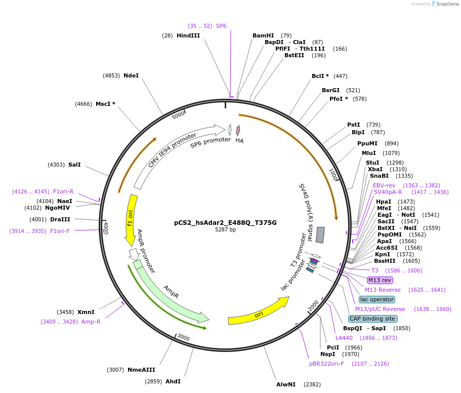 250537-plasmid-map-sequence-id-498181