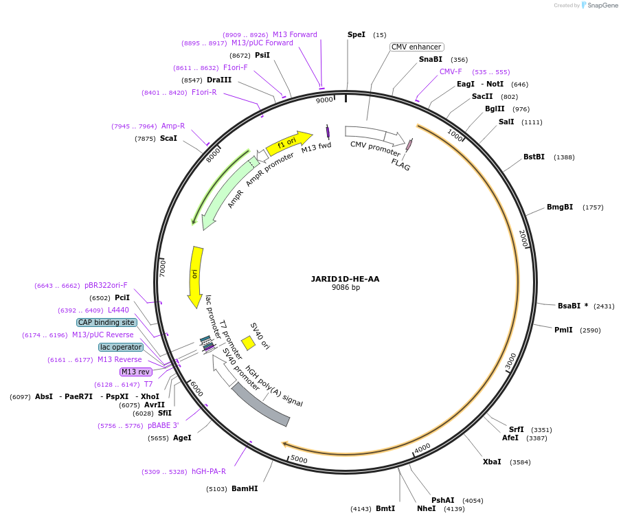 242617-plasmid-map-sequence-id-498183