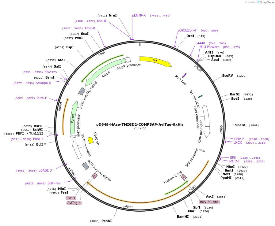 157080-plasmid-map-sequence-id-498185