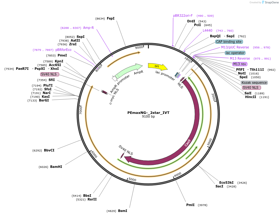 227678-plasmid-map-sequence-id-498187