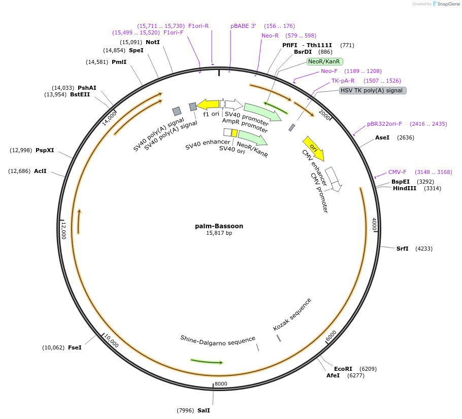 250162-plasmid-map-sequence-id-498189