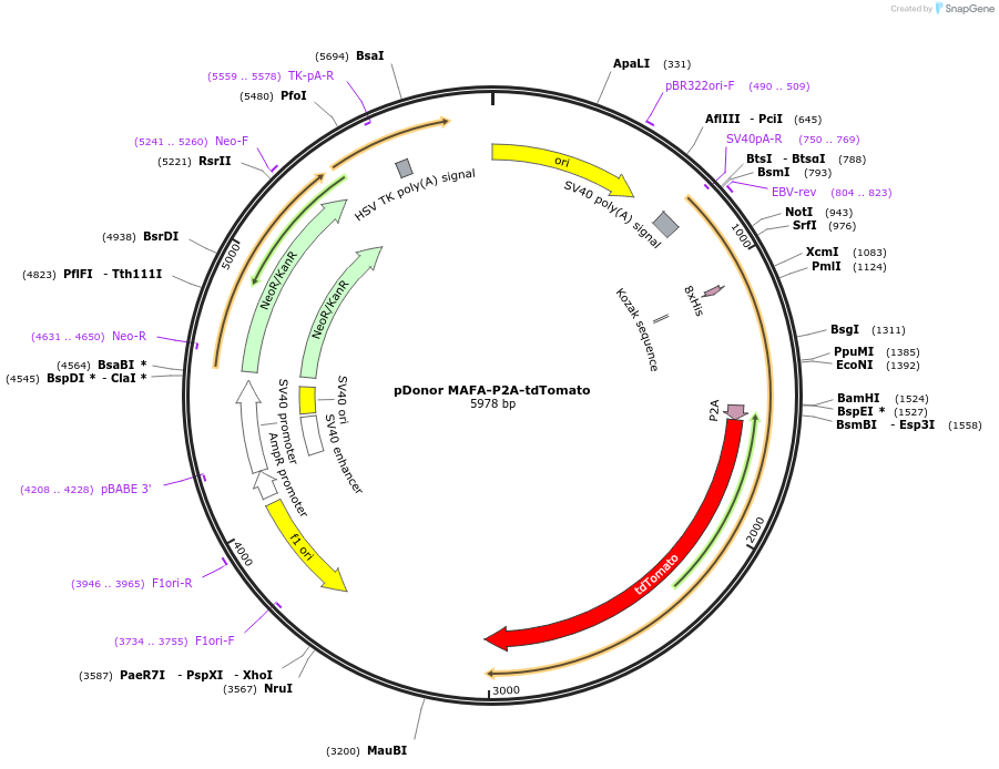 246654-plasmid-map-sequence-id-498225