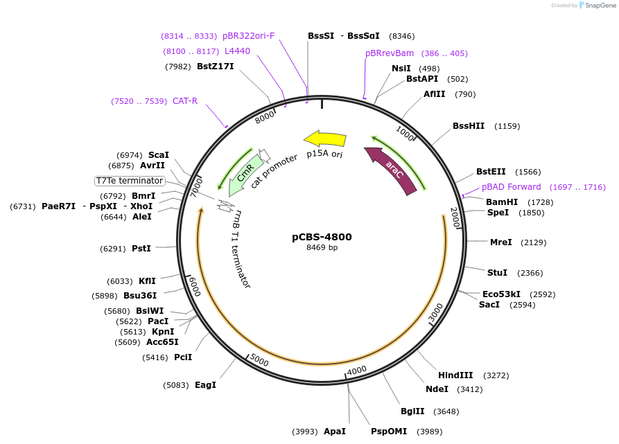 249323-plasmid-map-sequence-id-498226