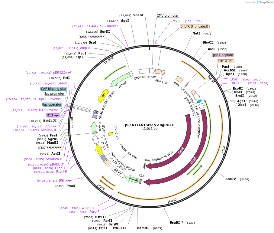 241441-plasmid-map-sequence-id-498227