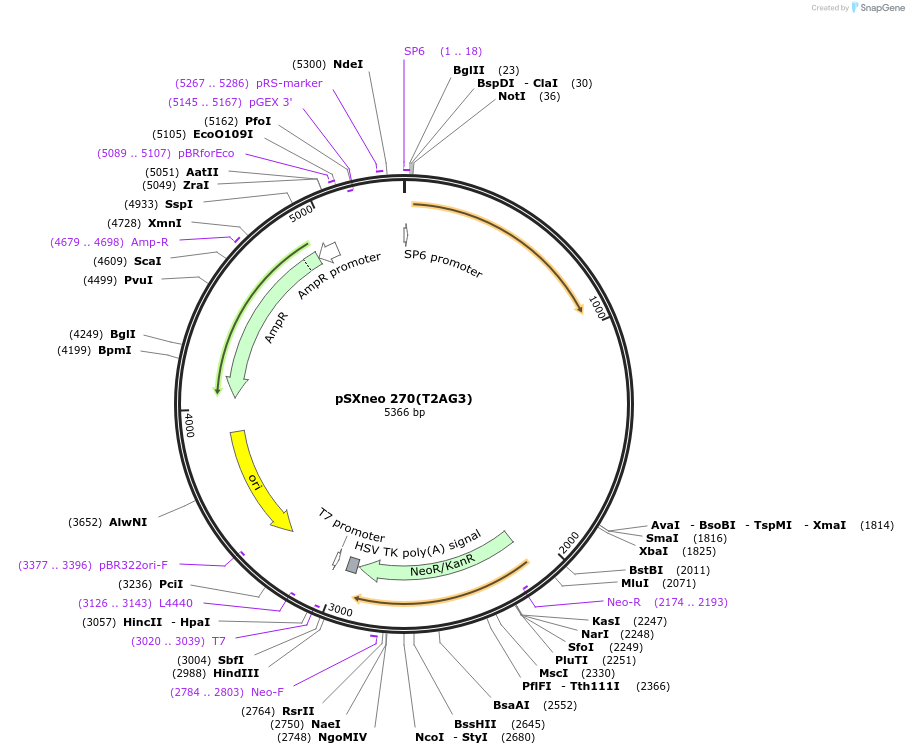 12403-plasmid-map-sequence-id-498228