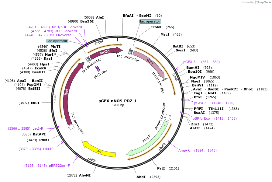 250120-plasmid-map-sequence-id-498231