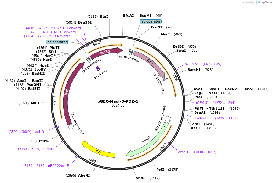 250106-plasmid-map-sequence-id-498232