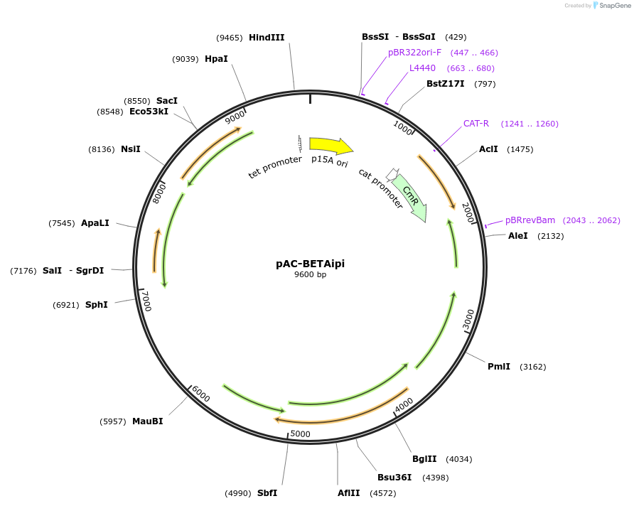 53277-plasmid-map-sequence-id-498270