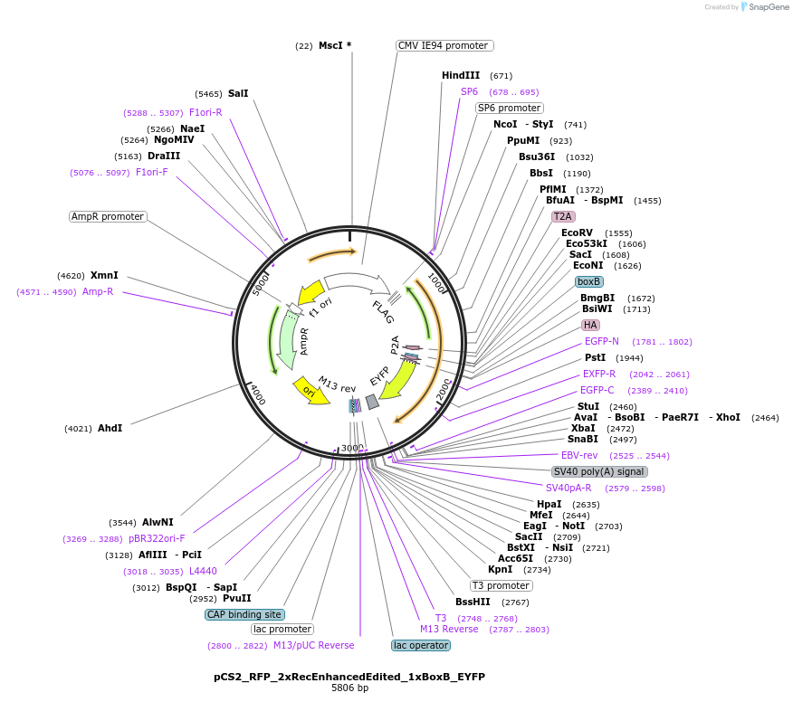 250546-plasmid-map-sequence-id-498273
