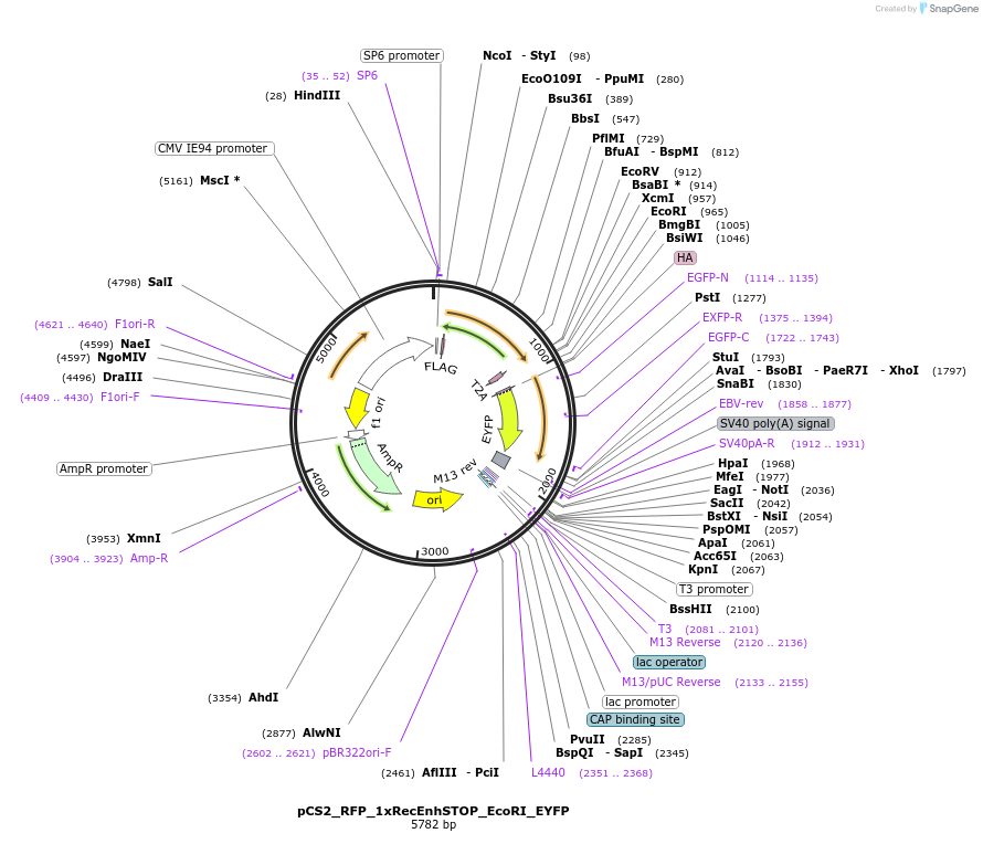 250548-plasmid-map-sequence-id-498276