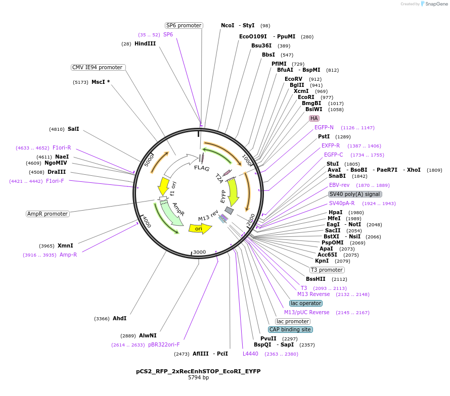 250547-plasmid-map-sequence-id-498278