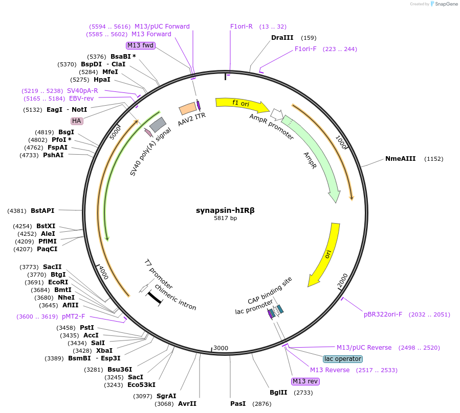 236226-plasmid-map-sequence-id-498291